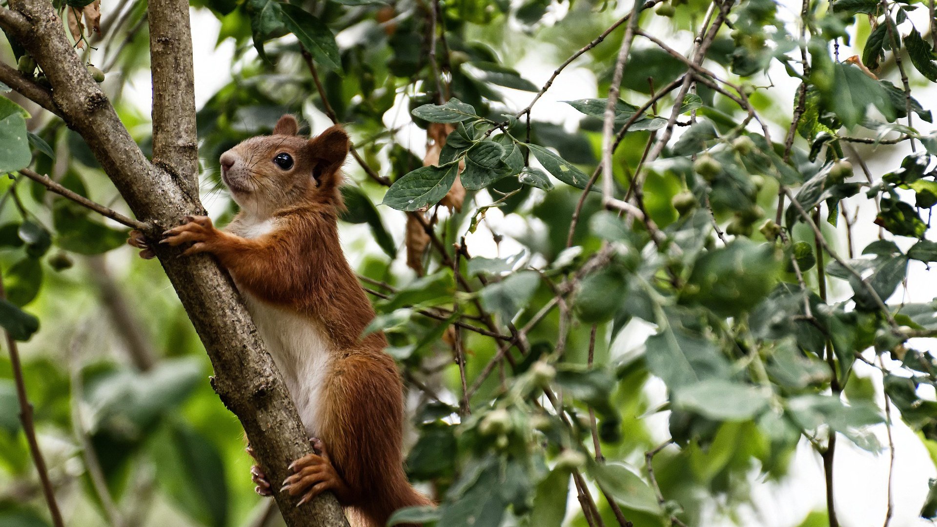 马刺对阵步行者，米切尔发挥堪称完美，诠释现代后卫新定义
